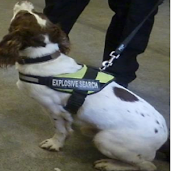 Explosive search dog